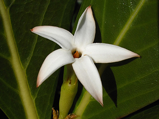 Casasia clusiifolia (Sevenyear apple)