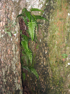 Blechnum occidentale (Hammock fern)