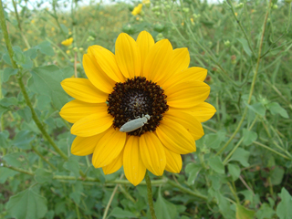 Helianthus praecox ssp. runyonii (Runyon's sunflower)