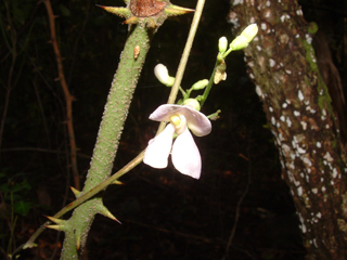 Phaseolus texensis (Boerne bean)