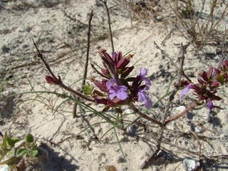 Rhododon angulatus (Angled sandmint)