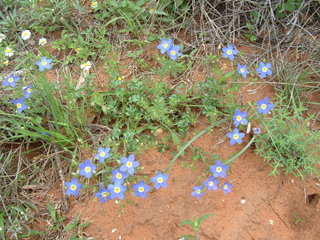 Giliastrum ludens (Rio grande gilia)