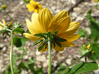 Viguiera dentata var. dentata (Toothleaf goldeneye)