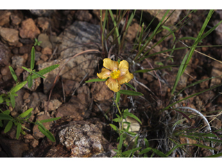 Sida neomexicana (New mexico fanpetals)