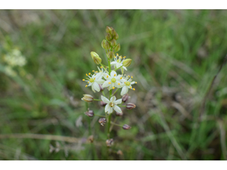 Schoenolirion wrightii (Texas sunnybell)