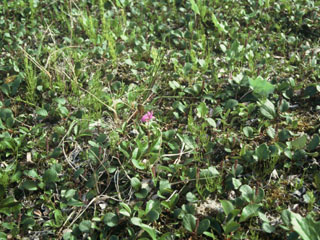 Dodecatheon frigidum (Western arctic shootingstar)