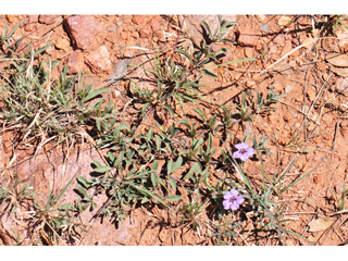 Dyschoriste schiedeana var. decumbens (Spreading snakeherb)