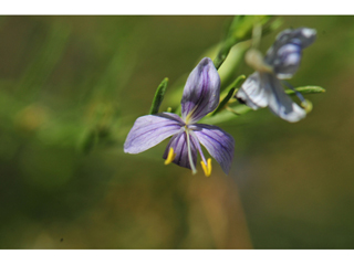 Carlowrightia linearifolia (Heath wrightwort)