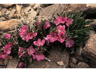 Stenandrium barbatum (Early shaggytuft)