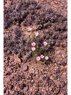 Nicolletia edwardsii (Edwards' hole-in-the-sand plant)