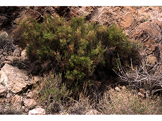 Glossopetalon spinescens (Spiny greasebush)