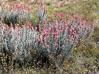 Castilleja lanata ssp. lanata (Sierra woolly indian paintbrush)