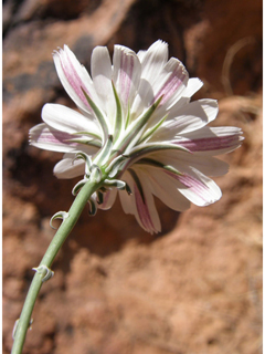 Rafinesquia neomexicana (New mexico plumeseed)