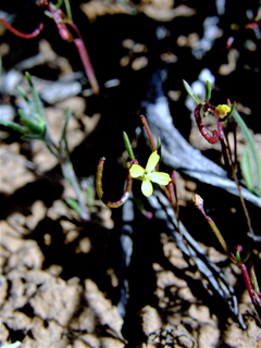 Camissonia exilis (Cottonwood springs suncup)