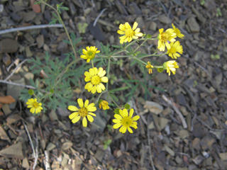 Bahia dissecta (Ragleaf bahia)