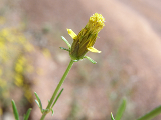 Bidens tenuisecta (Slimlobe beggarticks)