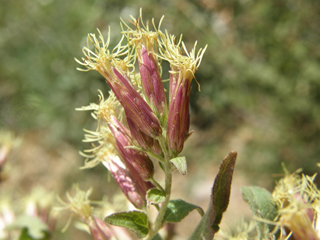 Brickellia californica (California brickellbush)