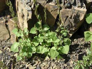 Carminatia tenuiflora (Plumeweed)