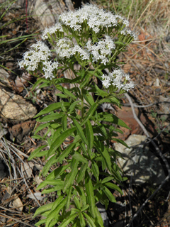 Stevia serrata (Sawtooth candyleaf)