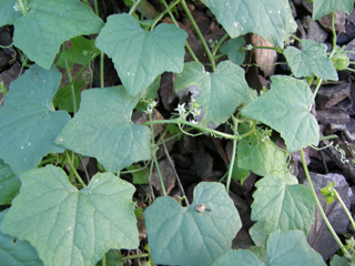 Sicyosperma gracile (Climbing arrowheads)