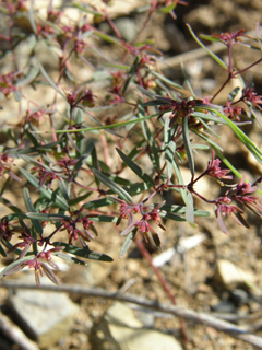 Chamaesyce revoluta (Threadstem sandmat)