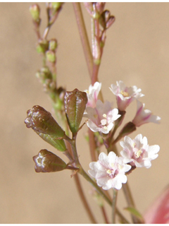 Boerhavia triquetra (Slender spiderling)