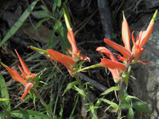 Castilleja patriotica (Huachuca mountain indian paintbrush)