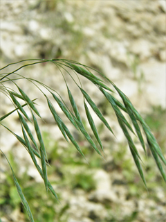 Bromus frondosus (Weeping brome)