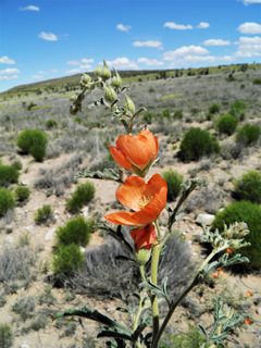 Sphaeralcea digitata (Juniper globemallow)