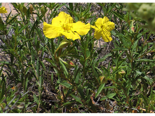 Calylophus tubicula (Texas sundrops)