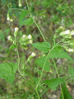 Brickellia floribunda (Chihuahuan brickellbush)