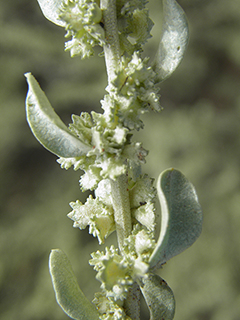 Atriplex obovata (Mound saltbush)