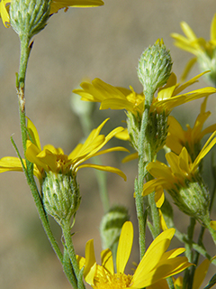 Machaeranthera gracilis (Slender goldenweed)