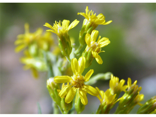 Solidago velutina (Threenerve goldenrod)