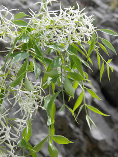 Fraxinus cuspidata (Fragrant ash)