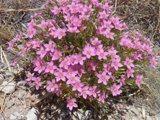 Centaurium maryannum (Gypsum centaury)