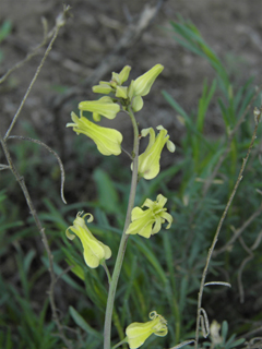 Streptanthus carinatus ssp. arizonicus (Arizona jewelflower)