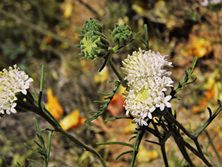 Chaenactis stevioides (Steve's dustymaiden)