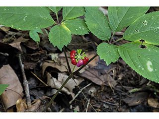 Panax quinquefolius (American ginseng)