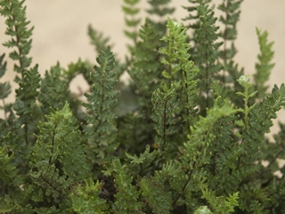 Cheilanthes wrightii (Wright's lip fern)