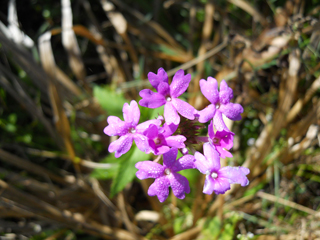 Glandularia tampensis (Tampa verbena)