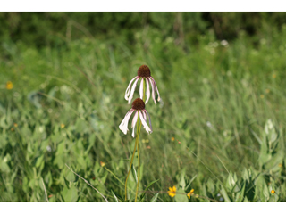 Echinacea angustifolia var. strigosa (Strigose blacksamson)