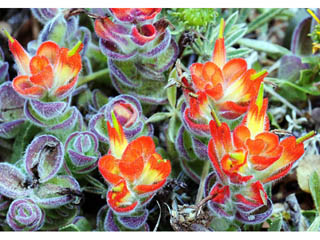 Castilleja mendocinensis (Mendocino coast indian paintbrush)