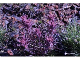 Castilleja pilosa (Parrothead indian paintbrush)