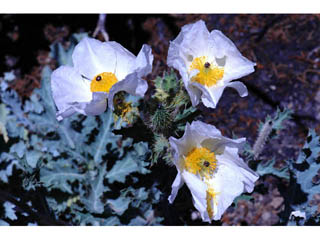 Argemone munita ssp. argentea (Flatbud pricklypoppy)