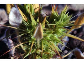 Chorizanthe rigida (Devil's spineflower)