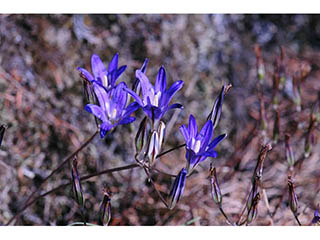 Brodiaea elegans ssp. elegans (Harvest brodiaea)