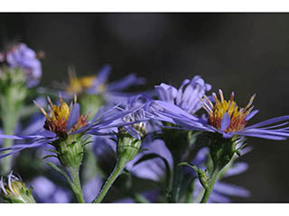 Symphyotrichum prenanthoides (Crookedstem aster)