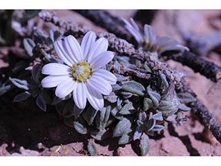 Townsendia jonesii var. jonesii (Jones' townsend daisy)