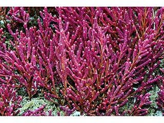 Salicornia rubra (Red swampfire)